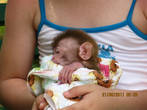 На руках моей кресницы — недельная обезьянка макака резус