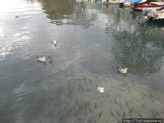 Птицы, рыбы — кто угодно... Риека, Хорватия