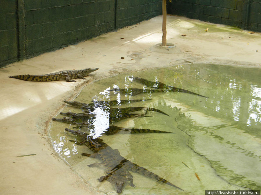 Маленьких крокодилов содержат в отдельных бассейнах Хамат-Гадер, Израиль