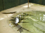 Маленьких крокодилов содержат в отдельных бассейнах