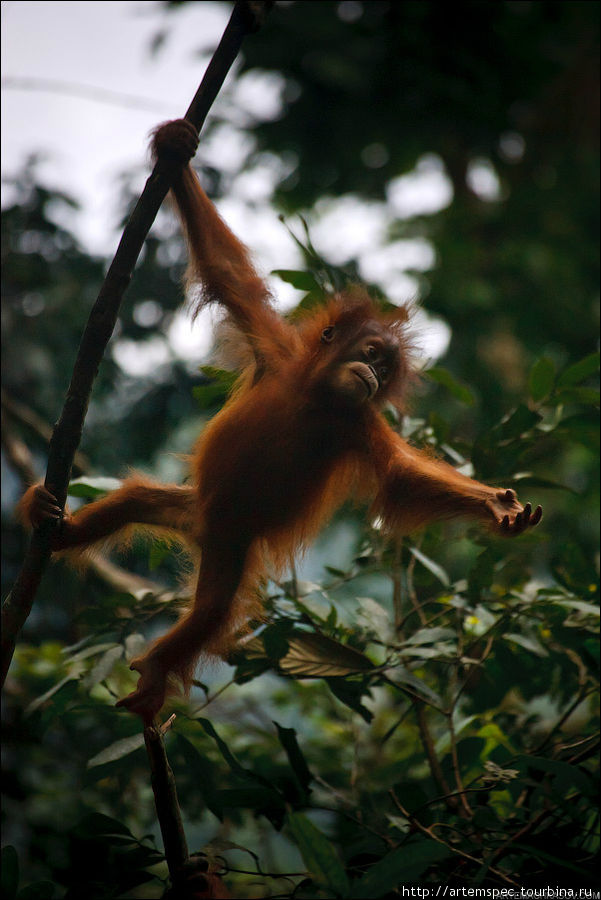 Царство орангутанга. Gunung Leuser National Park, Суматра Гунунг-Лёсер Национальный парк, Индонезия