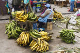 Огромные кормовые бананы