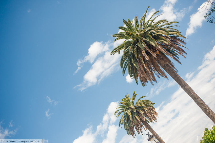 Как вариант отдыха в Барсе, можно просто валяться в парке на газоне, ни о чем не думать, наслаждаться синим небом и пальмами. Барселона, Испания
