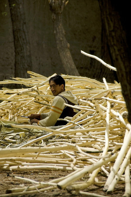 Майская сезонная подготовка ивовой арматуры. Для строительства дворца, разумеется. Лех, Индия
