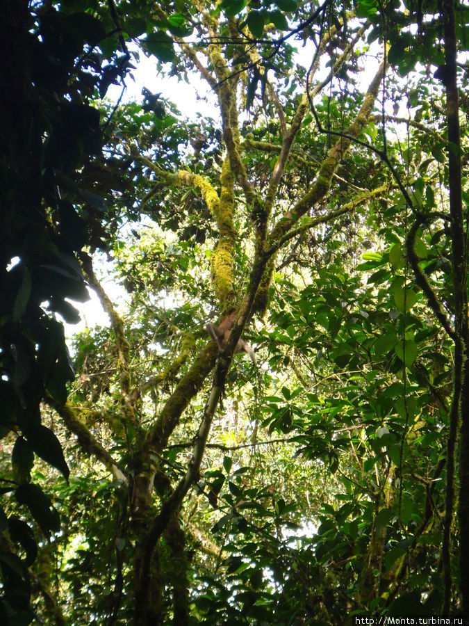 Найди обезьяну Сан-Рафаэль (водопад), Эквадор
