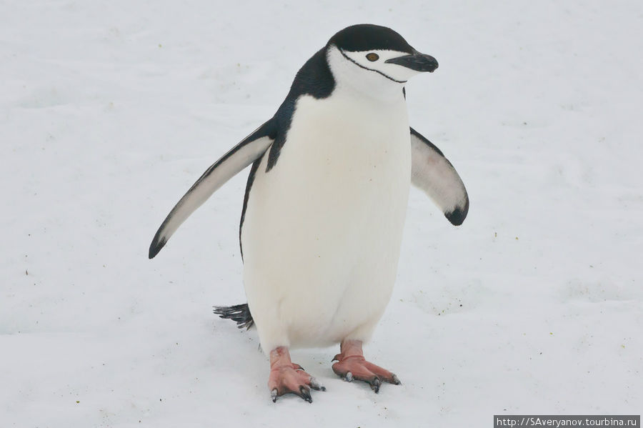 Пингвины , морские львы и шторм у берегов Антарктики. Остров Роберта, Антарктида