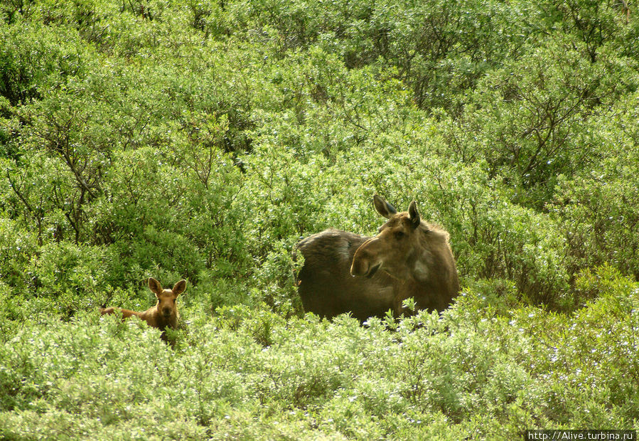 Лосиха-мама присматривает за своим малышом Национальный парк Денали, CША