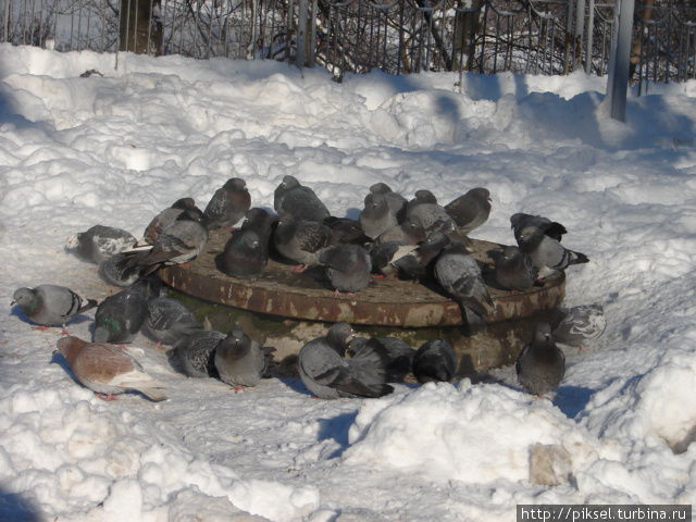 Бедненькие, замерзли, греются! Киев, Украина