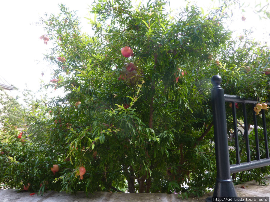 Дерево с плодами гранатов.