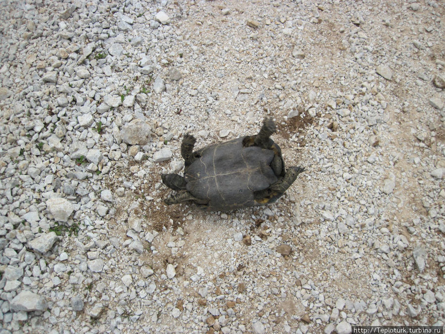 Черепаха в затруднительном положении Алания, Турция
