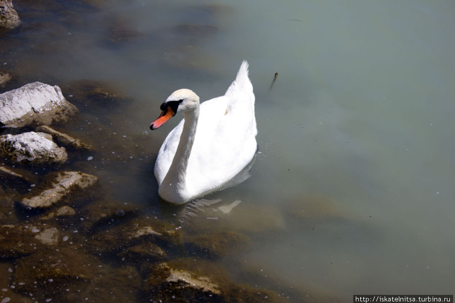 Птичка на озере. Можно оценить, насколько мутная вода Хевиз, Венгрия
