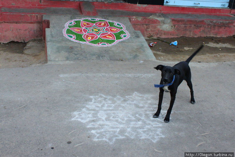 Прохожих рисунки перед входом в дом(коламы) радуют, а собаки же всех разгоняют Индия