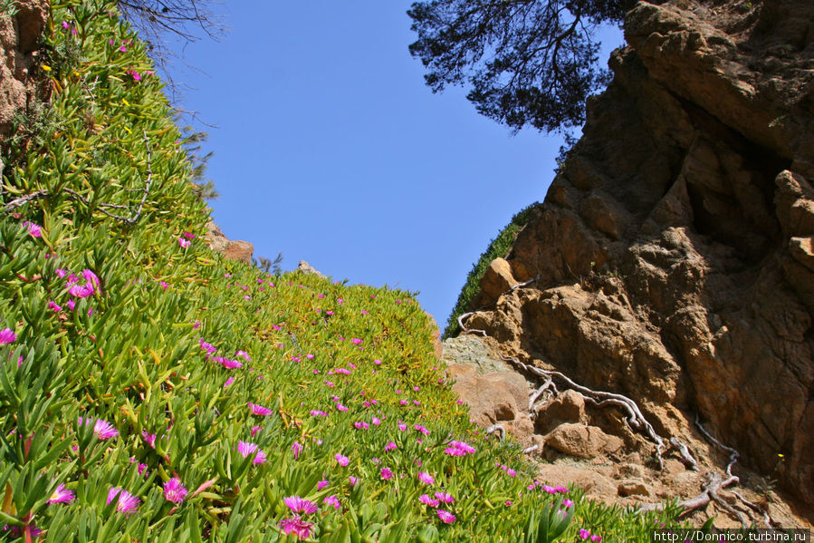 С обратной стороны геометрия вида неба в окружении цветов и того самого острова с одинокой скалой напоминает большую каплю в форме сердца... Ллорет-де-Мар, Испания