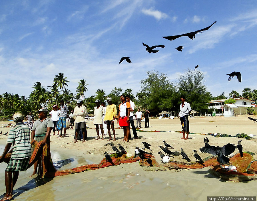 Зрители: за действиями рыбаков наблюдают не только люди... Тринкомали, Шри-Ланка