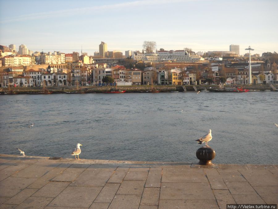 Птички и город Порту, Португалия