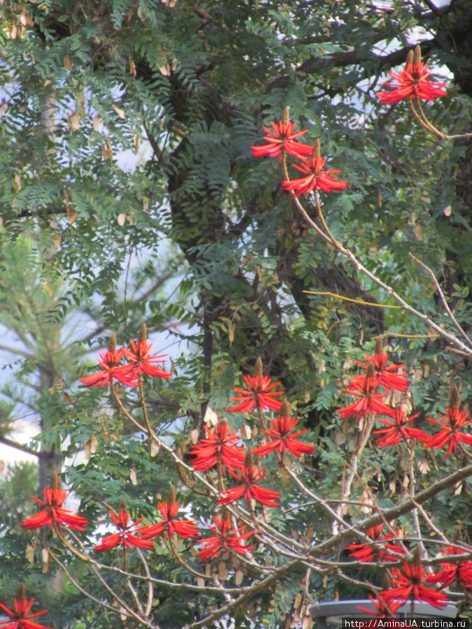 Мадейра. Стрелиции и прочие экзотические цветы Фуншал, Португалия