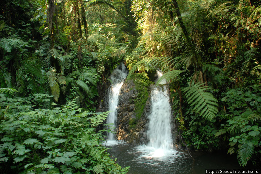 В зелёных джунглях парка есть даже несколько небольших,но симпатичных водопадиков Уганда