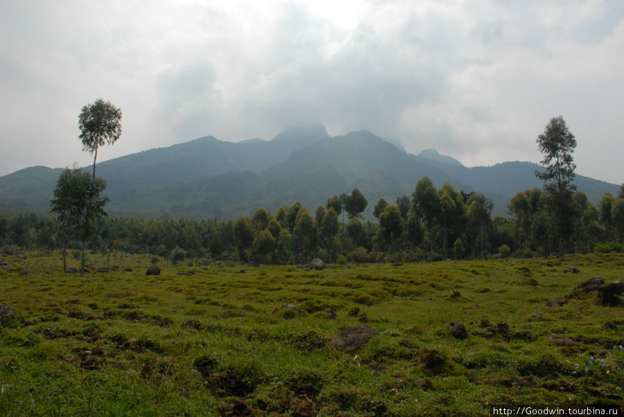 В конечном итоге, вернулись на  большую землю Вулканос Национальный Парк, Руанда
