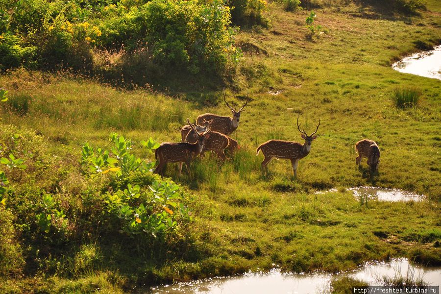 Пятнистые олени чаще держатся в стороне от глаз, а тут нам повезло — позволили нам полюбоваться ими с дамбы, во время водопоя. Шри-Ланка
