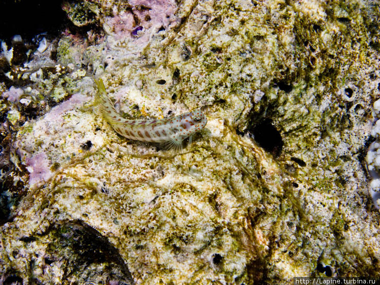 Рыба-собачка (?) неопознанного вида — вылезла из норки. :) Южный Ари Атолл, Мальдивские острова