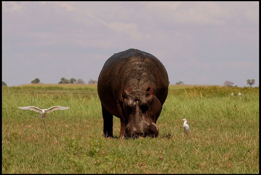 Кстати наибольше кол-во людей, погибших в Африке от диких животных, было как раз из-за бегемотов. Национальный парк Чобе, Ботсвана