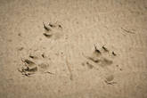 На песке видны чьи-то следы.