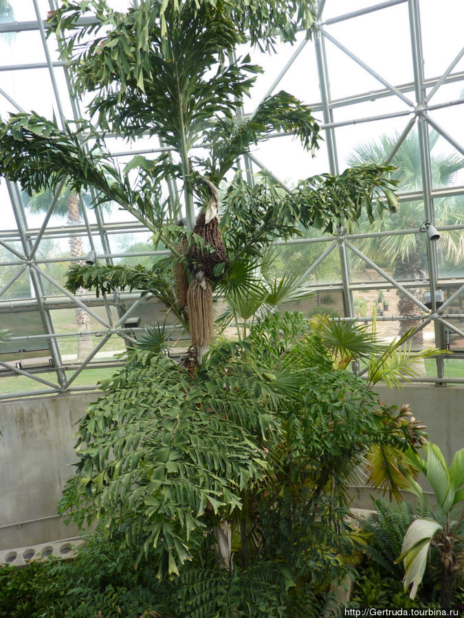 Ботанический сад - оранжереи