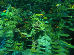 Кораловый риф