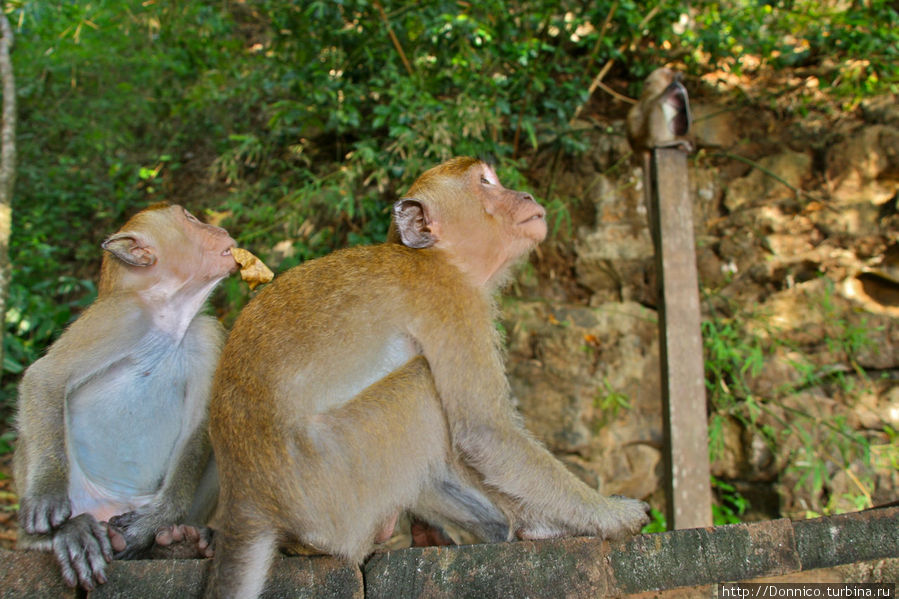 Осторожно обезьянки: Мартышка и Очки Краби, Таиланд
