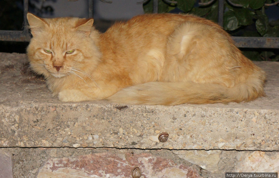 засыпающая кошка в компании с улитками... Датча, Турция