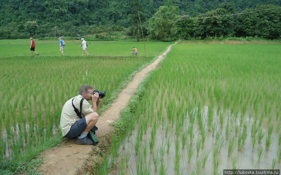 На рисовых полях... Ванвьенг, Лаос