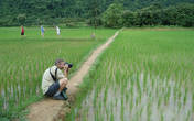 На рисовых полях...