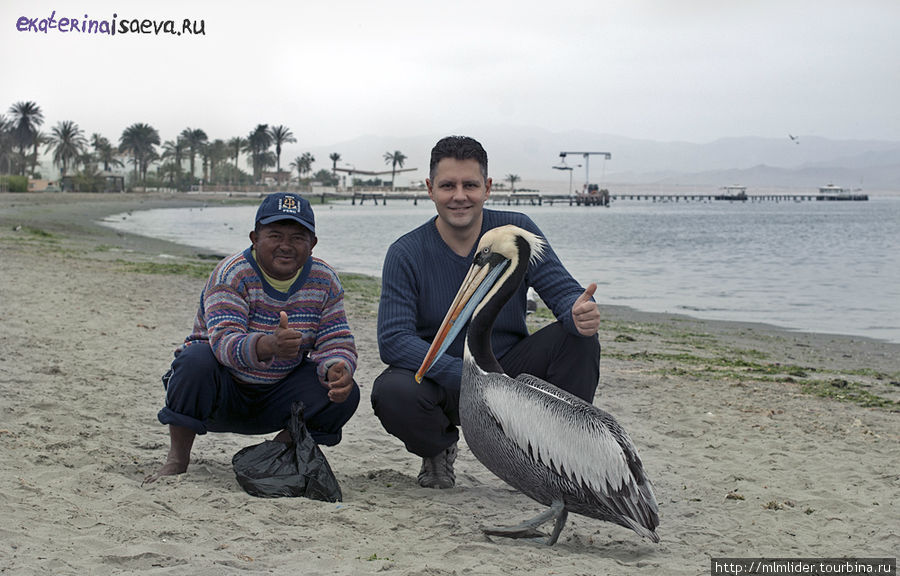 Местный делец, который продает рыбу для кормления пеликанов :-) Паракас, Перу