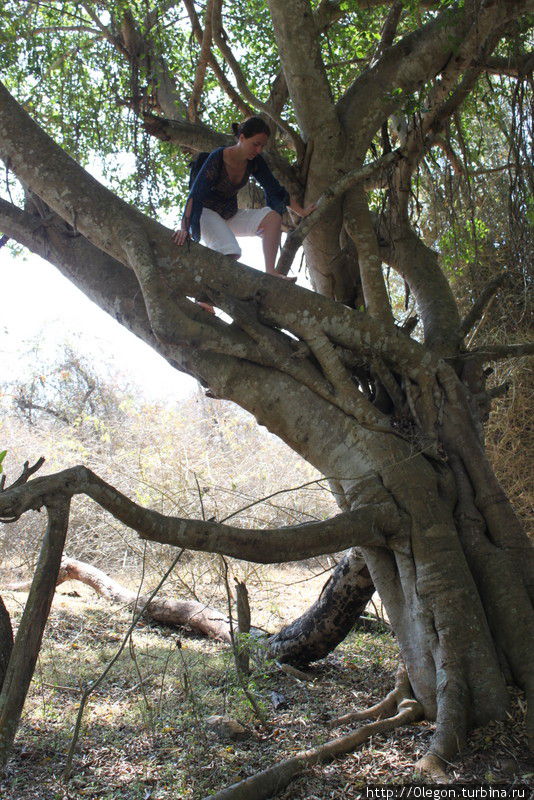 Ожидание на дереве, надо затаится минут на тридцать и зверушки придут сами Национальный парк Мудумалай, Индия