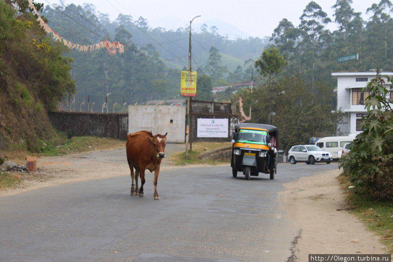 Бродячая ничейная корова неспеша переходит дорогу Индия