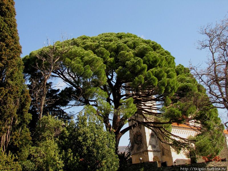Красивое дерево во дворе Монастыря Савина. Херцег-Нови, Черногория