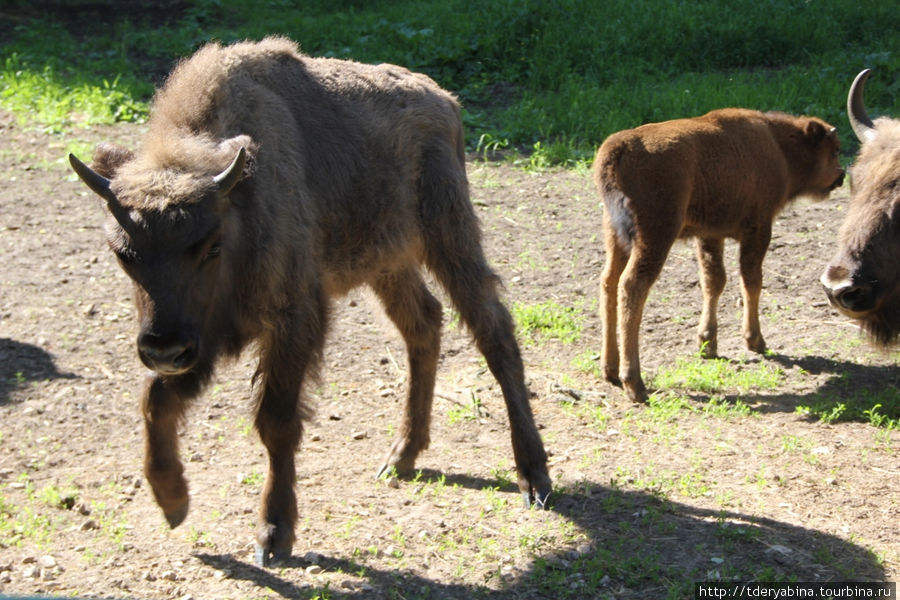 А этот теленок появился на свет полгода назад Приокско-Террасный Биосферный Заповедник, Россия