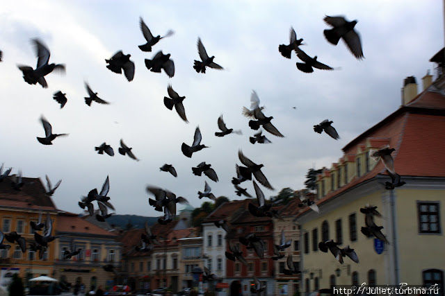 голуби на Ратушной площади Брашов, Румыния