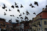 голуби на Ратушной площади