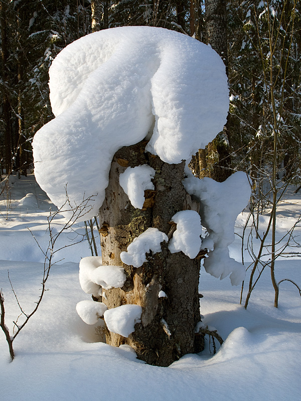 Снежные грибы. Морщихинская, Россия
