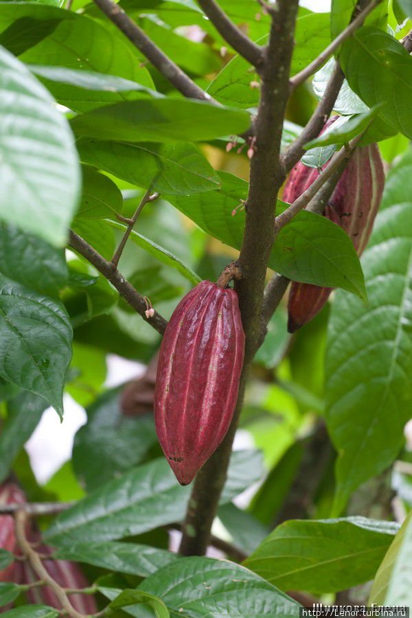 плоды какао Бали, Индонезия