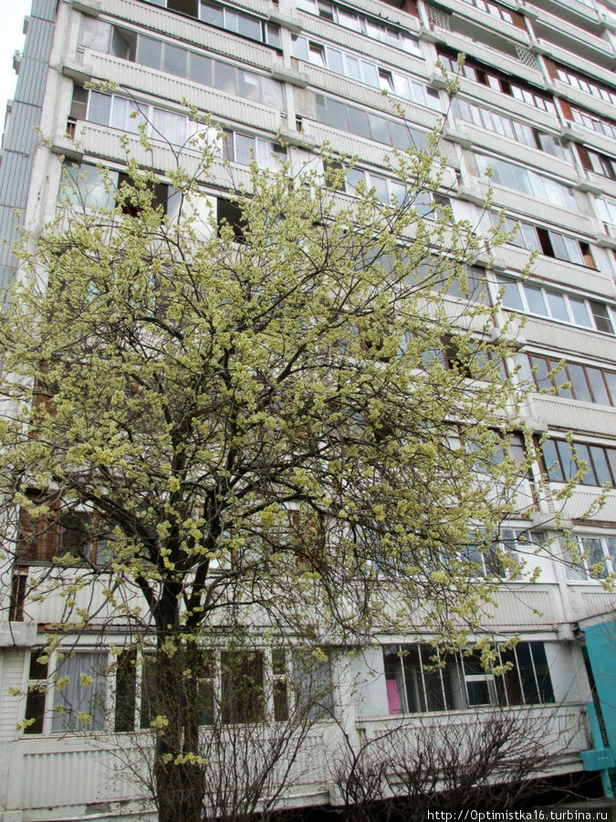 А это дерево растёт перед моим домом Москва, Россия