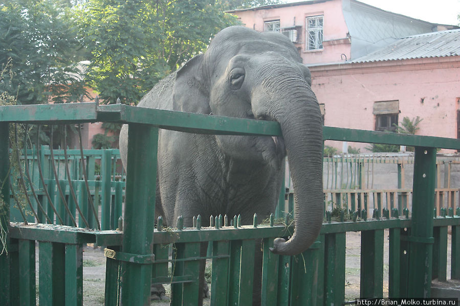 одинокий слон Одесса, Украина
