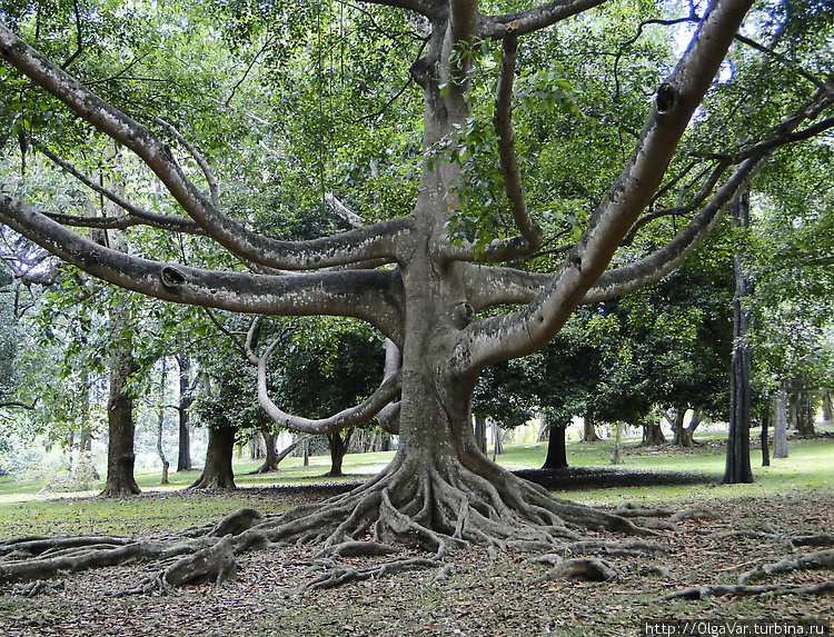 Рукастое дерево — оно сло