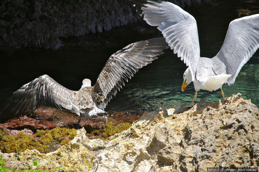 Чайка атакует Л-Эстартит, Испания