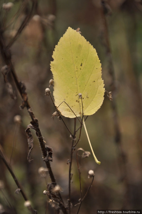 Середина осени в лесу на Слобожанщине Харьков, Украина