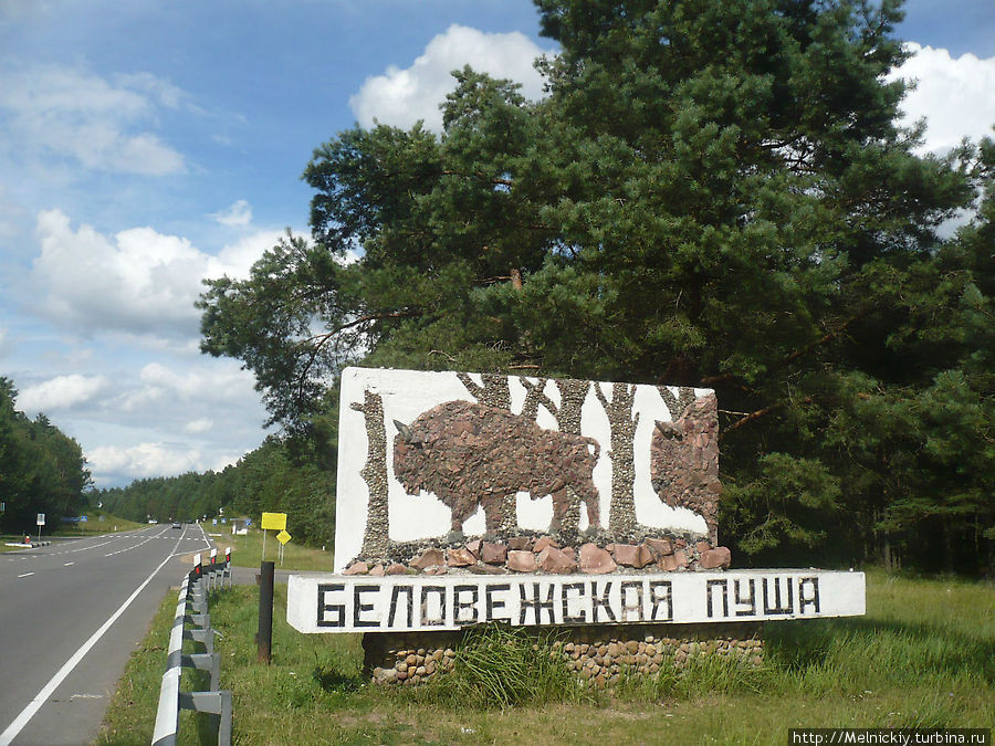 Летний день в Беловежской пуще Беловежская Пуща Национальный Парк, Беларусь