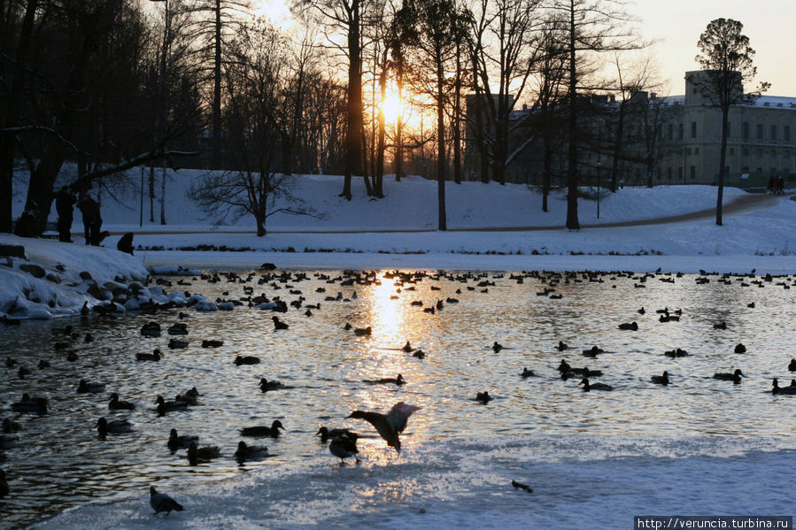 Обворожительность зимней Гатчины Гатчина, Россия