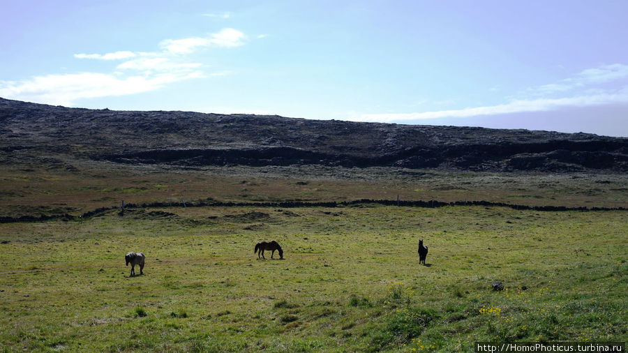 Исландские лошади Столичный регион, Исландия