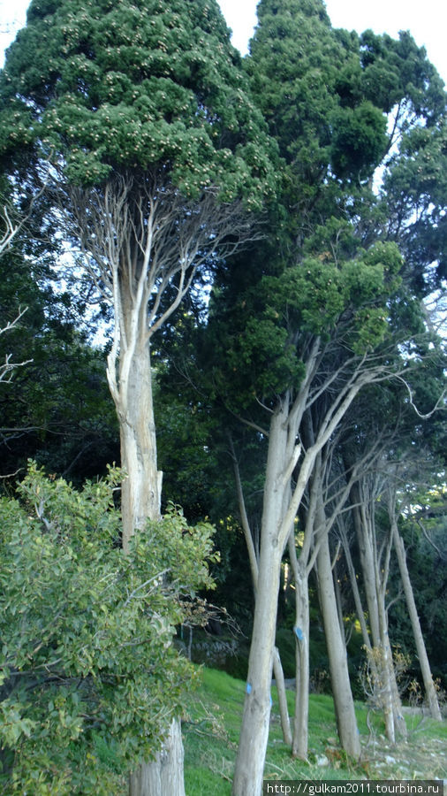 Ноябрь в Крыму в 2010.Гурзуф, Артек Гурзуф, Россия